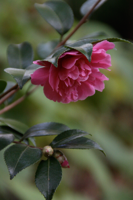 Camellia 'Winter's Joy'