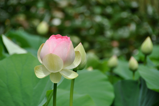 Gigantic lotus
