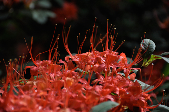 Rhodendron prunifolium