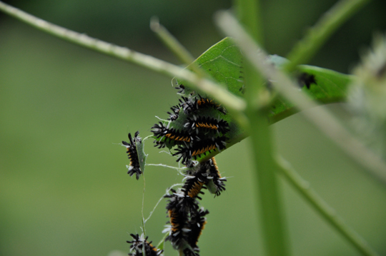 Tussock Caterpillars