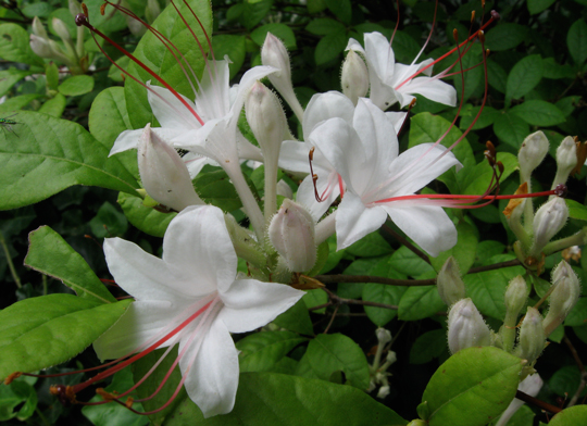 Rhododendron serulatum