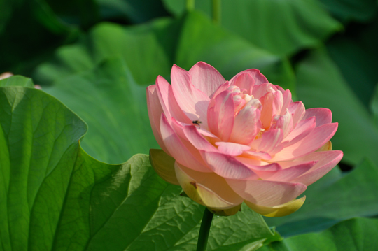 Gigantic lotus