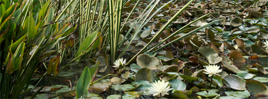 varigated sweet grass in pond