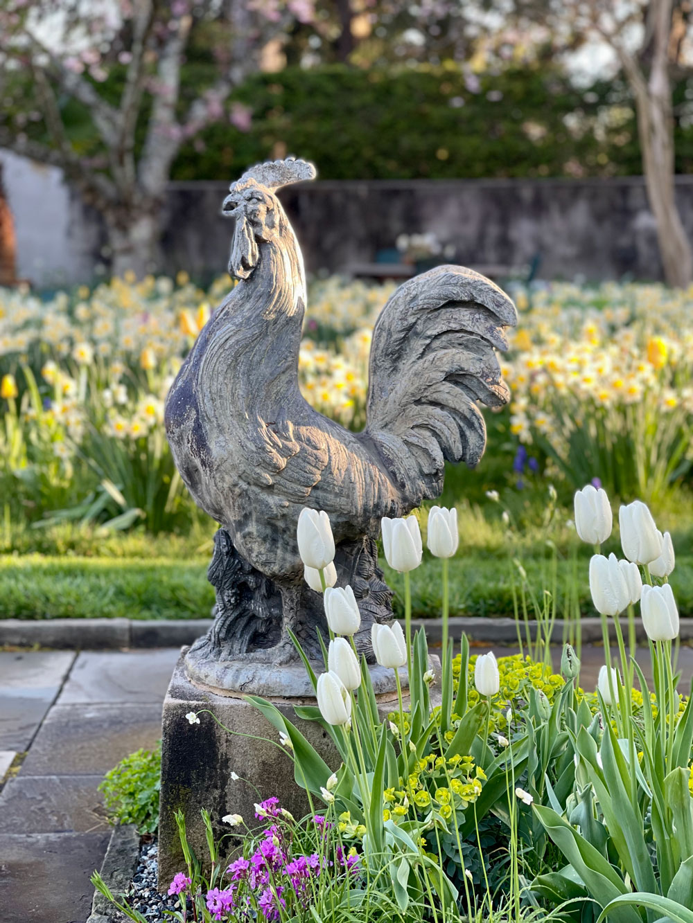 1990_-rooster-statue-is-bathed-in-morning-light-at-Chanticleer-House
