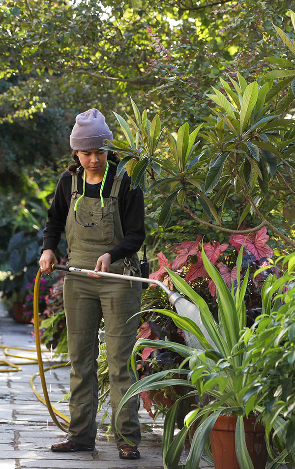 Assistant Horticulturist Alex Melian waters containers on the Chanticleer Terraces. LR