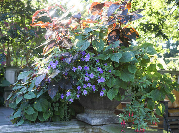 Terrace container boasts